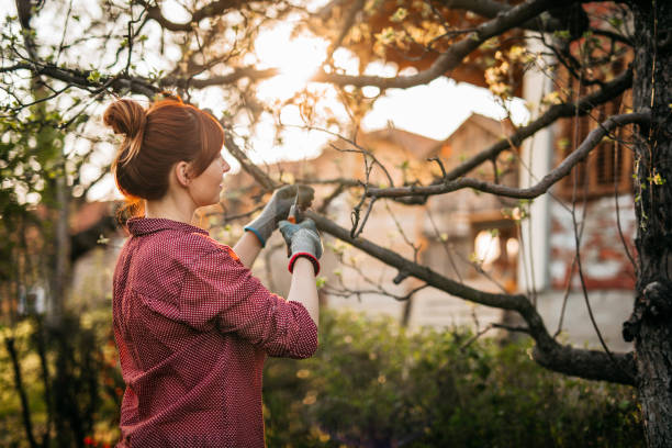 vrouw die de bomen van de appel snoeit - snoeien stockfoto's en -beelden