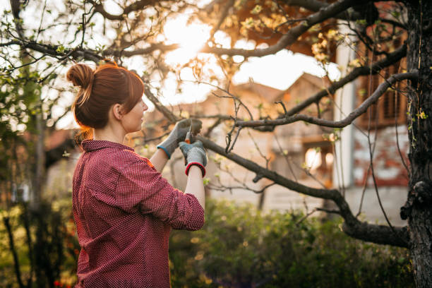 Woman Pruning Apple Trees Young Woman in Orchard, Taking Care of Plants, Pruning Apple Trees in Sunset pruning gardening photos stock pictures, royalty-free photos & images