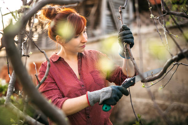 istock Woman gardener cutting branches of fruit tree by pruning shears 1219055585