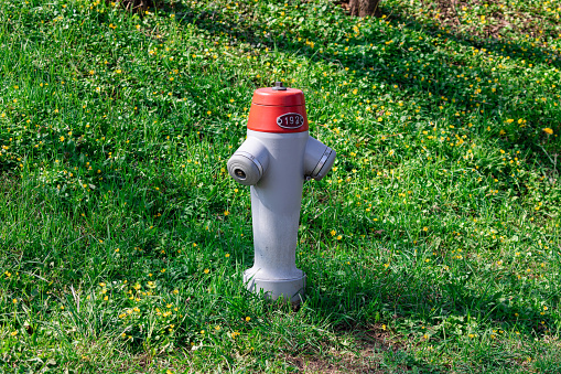 single silver red fire hydrant with number 192 on a green spring meadow and yellow flowers, by day