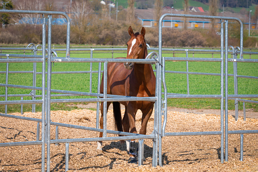 beautiful brown-red horse standing in an metal grid horse box and looking towards the camera, wide angle view, by day