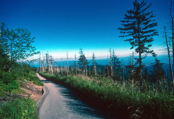 istock Great Smoky Mountains NP - Clingman's Dome Trail  - 2003 1219057535