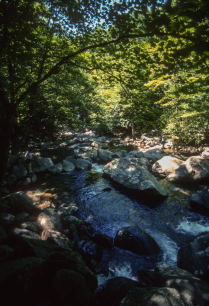 istock Great Smoky Mountains NP - Rocky Forest Stream - 2003 1219058349