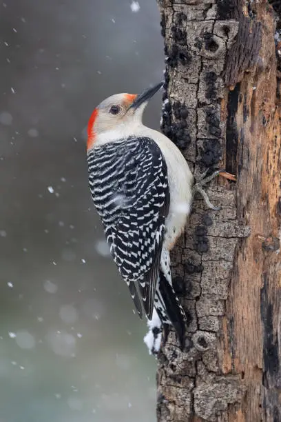 A Female Red-bellied Woodpecker Latched to a Tree in Tobaccoville, NC, United States