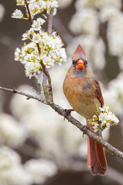 istock A Female Northern Cardinal Perched in a Plum Tree 1219060132