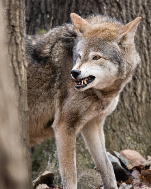 czerwony wilk snarling w beta mężczyzna - red wolf zdjęcia i obrazy z banku zdjęć