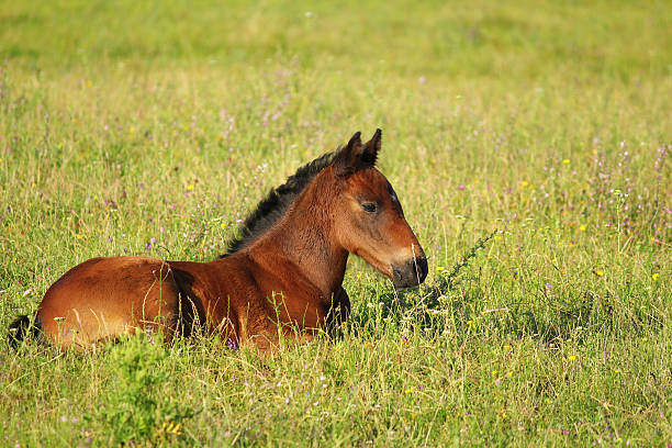 istock horse brown foal lying in pasture 121906052