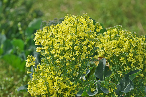 broccoli\nBroccoli Flowers