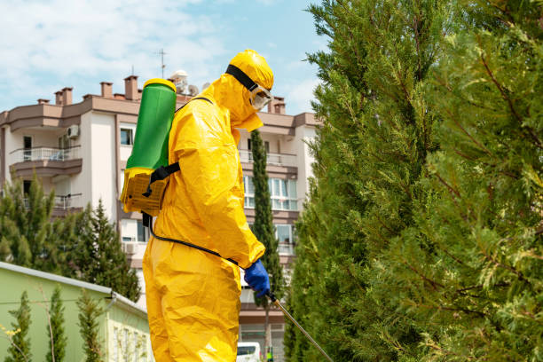 istock Disease control service staff disinfecting public park 1219062857