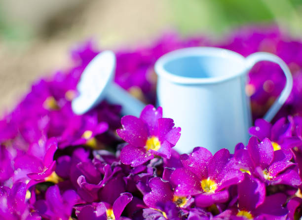 istock Small fragile primrose flowers bloom 1219062980