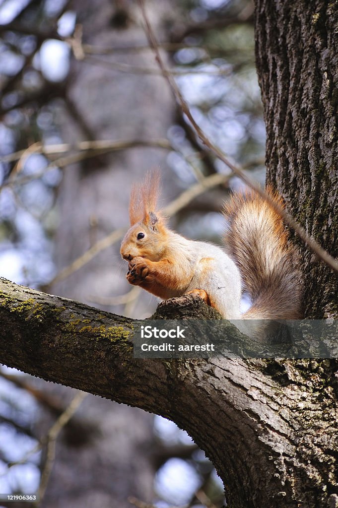 Scoiattolo selvaggia mangia un dado - Foto stock royalty-free di Albero