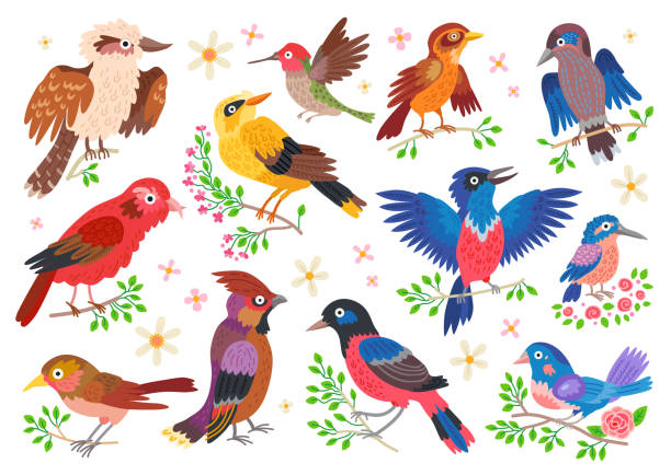 ilustrações, clipart, desenhos animados e ícones de um conjunto de pássaros da floresta. pássaros-canção de desenhos animados vetoriais - joao de barro