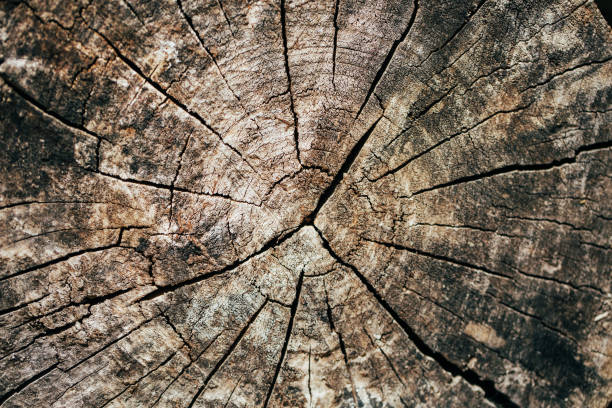 istock Wooden texture of old tree stump 1219064009
