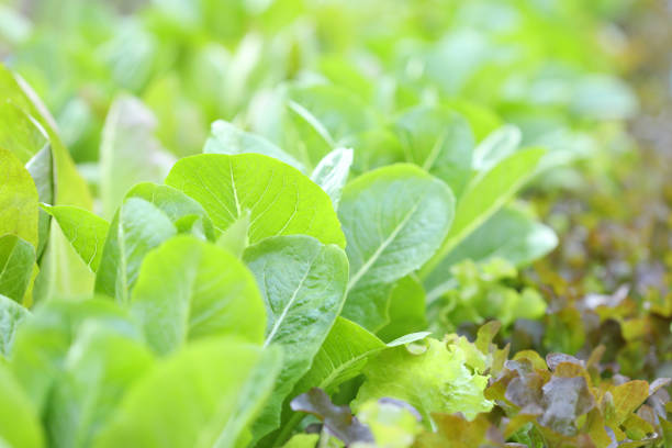 istock Organic flowering cabbage green leaves row farm 1219064162
