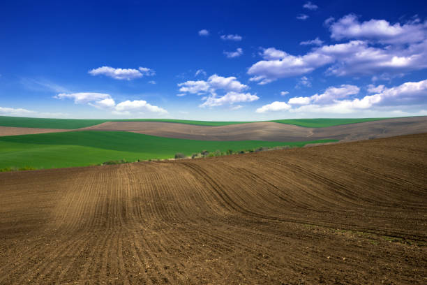 Landscape with green agricultural fields in spring under the blue sky in Bulgaria. Wheat and corn fields in April