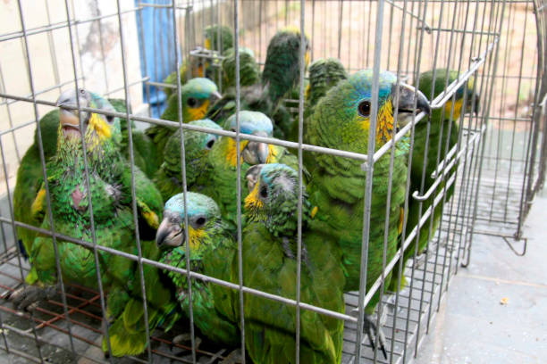 A large cage full of colorful budgerigars being offered for sale at a market stall in Georgetown, Penang.
