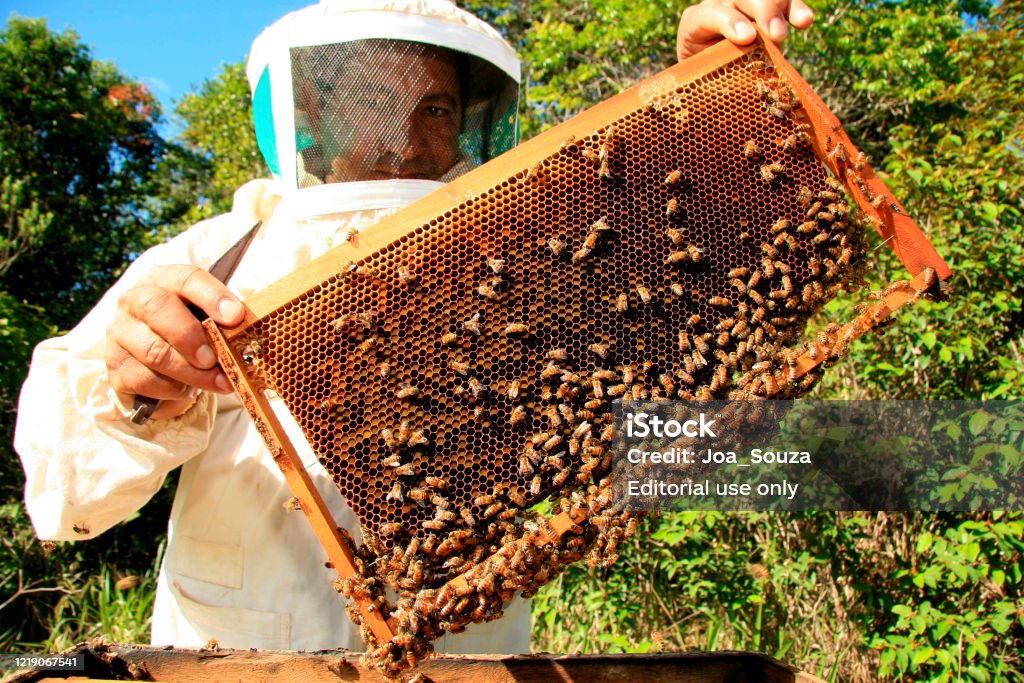 Apiary Honey Production Stock Photo - Download Image Now - Honey, Industry, Beekeeper - iStock Apiary Honey Production Stock Photo - Download Image Now - Honey, Industry, Beekeeper - iStock