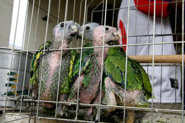 The parrot, the man's hand