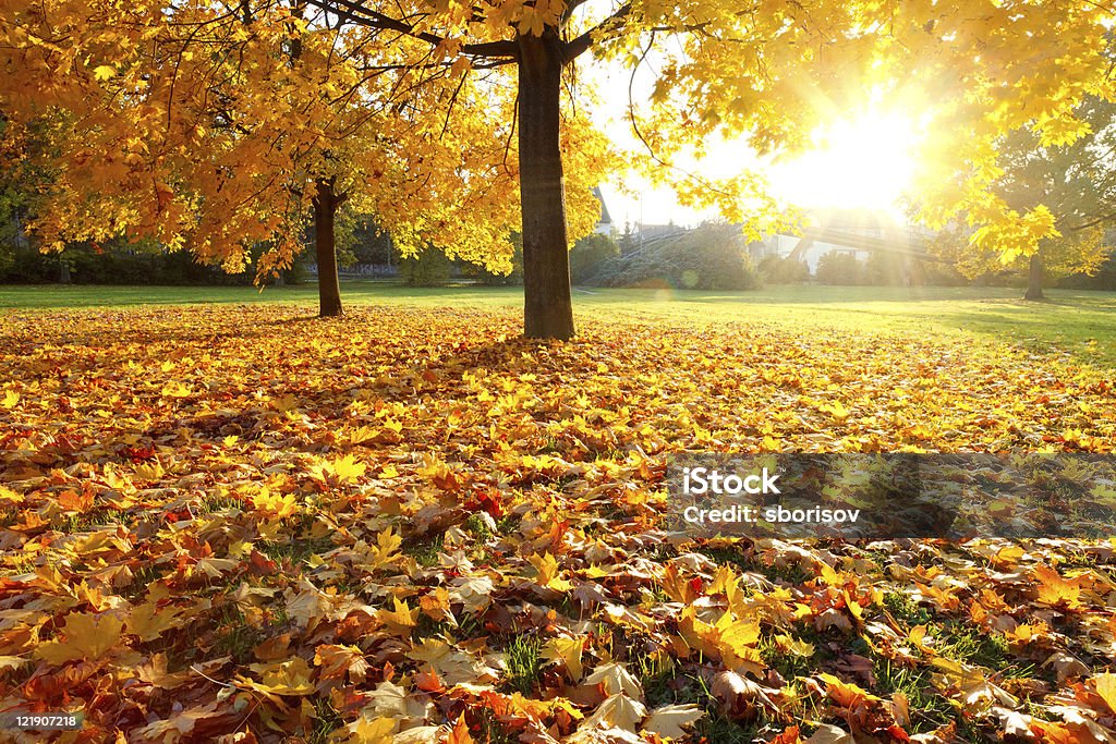 Colores de otoño - Foto de stock de Otoño libre de derechos