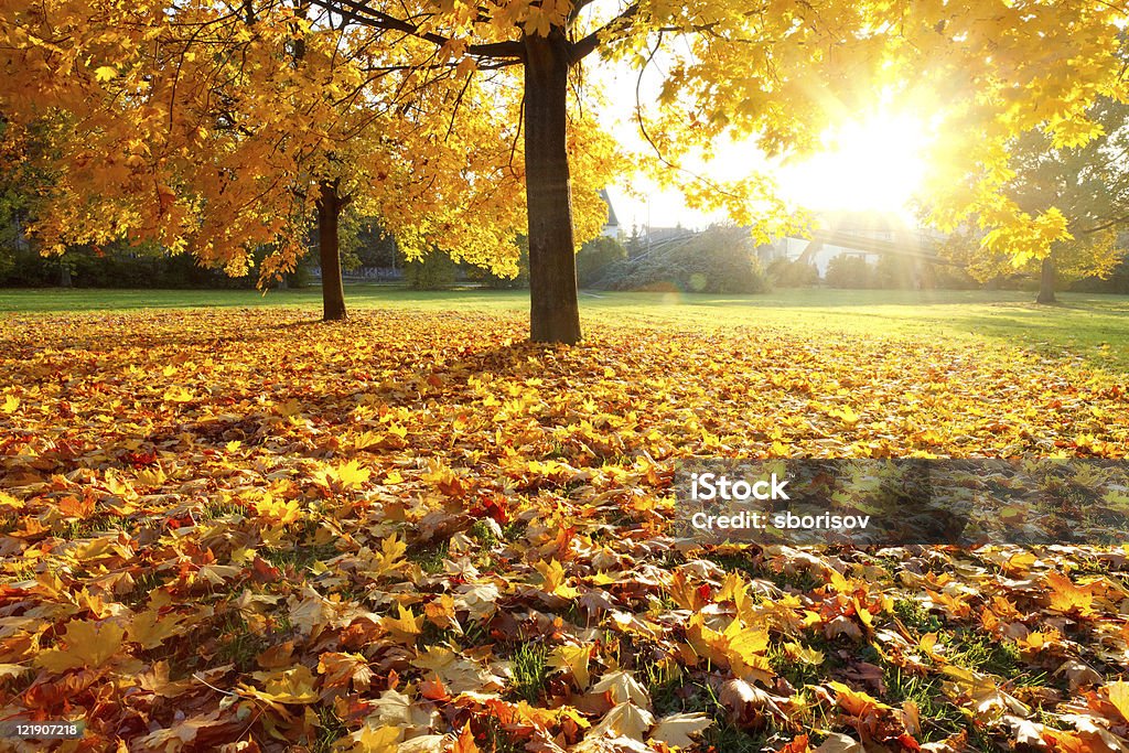 Couleurs de l'automne - Photo de Automne libre de droits