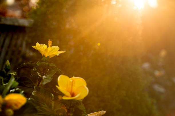 istock Sun-filled flower garden 1219072226