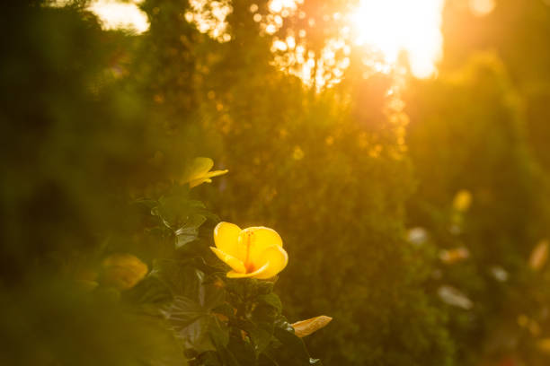 istock Sun-filled flower garden 1219072233