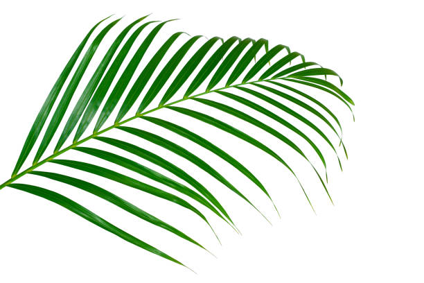 istock green leaves for background and wallpaper 1219076435