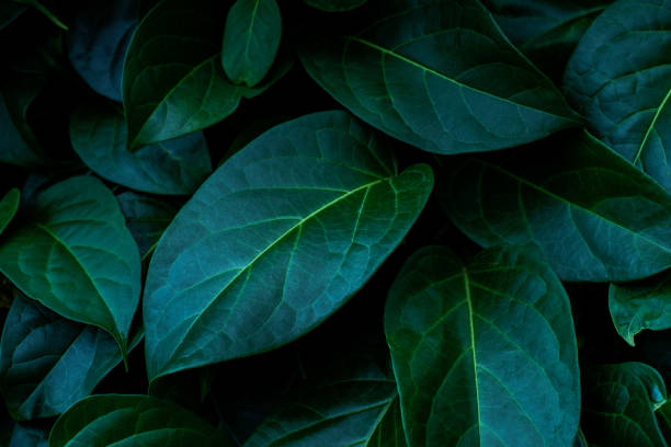istock green leaves for background and wallpaper 1219076442