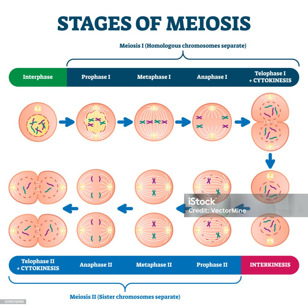 Stages Of Meiosis Vector Illustration Labeled Cell Division Process Scheme  Stock Illustration - Download Image Now - iStock