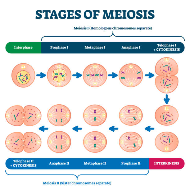 Stages of meiosis vector illustration. Labeled cell division process scheme Stages of meiosis vector illustration. Labeled cell division process explanation scheme from genetic aspect. Interphase and interkinesis diagram with phases structural changes. Educational infographic mitosis stock illustrations