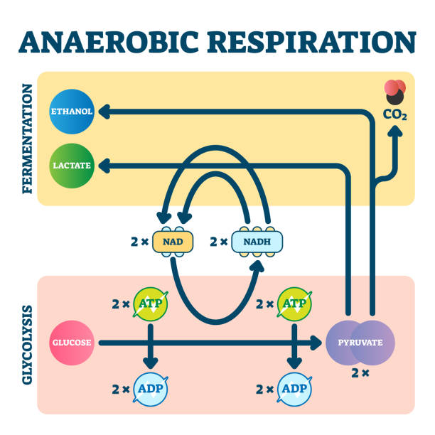 anaerobe atmung vektor-illustration. glykolyse und fermentationsschema - enzyme stoffwechsel stock-grafiken, -clipart, -cartoons und -symbole