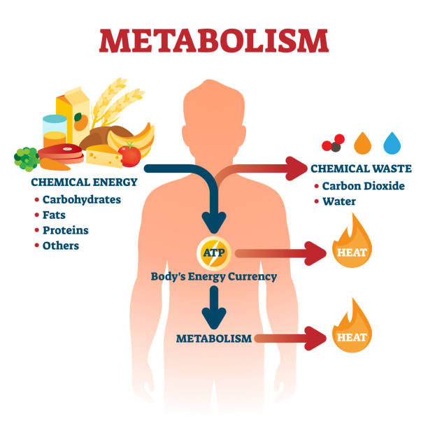 bildbanksillustrationer, clip art samt tecknat material och ikoner med metabolism vektor illustration. märkta kemiska energi utbildningssystem. - metabolism