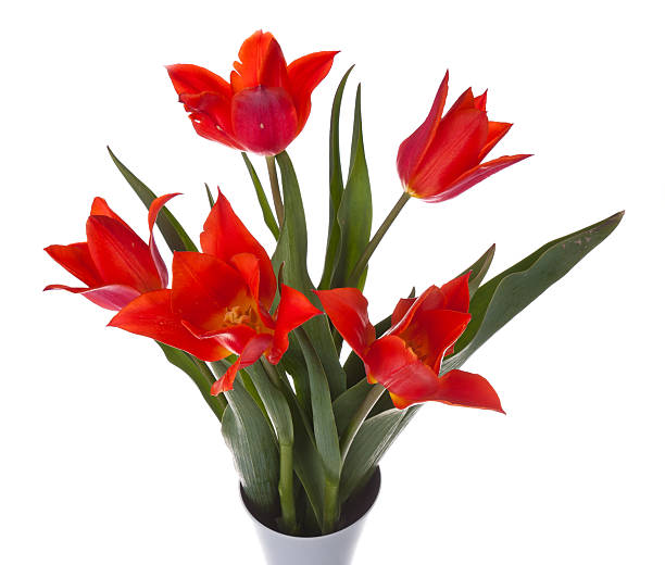 istock Beautiful red tulips in a vase, isolated on white 121907756