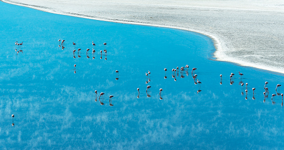 Blue part of the Laguna Colorada (Red Lagoon) with Chilean, Andean and James flamingo (Phoenicoparrus), Uyuni Salt Flat Desert, Bolivia.