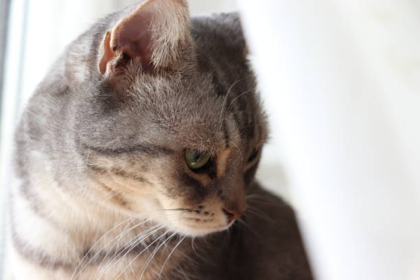 istock Lace curtains and a beautiful cat. 1219077670