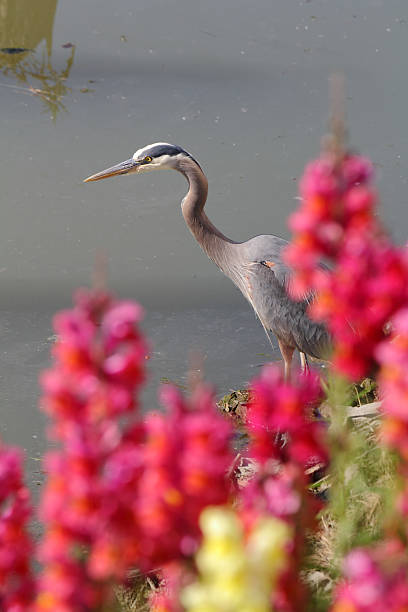 istock Great Blue Heron and Flowers 121907798