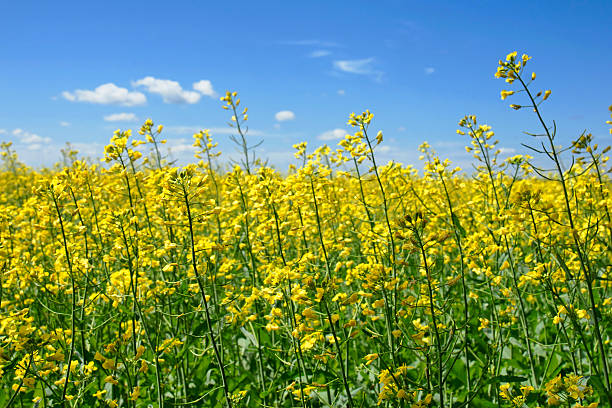 istock Canola plants touching the sky 121907843