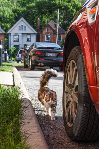 화창한 날에 도시 거리를 배회하는 태비 고양이. - car prowler 뉴스 사진 이미지