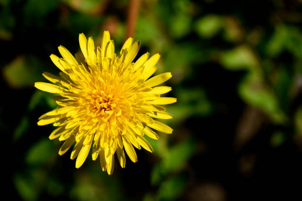 Yellow dandelion flower against a dark background. Flowering plant close-up.