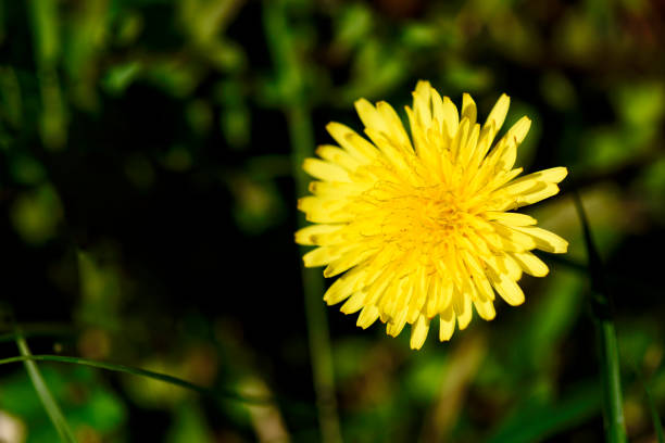 istock Dandelion with shallow depth of field 1219079330