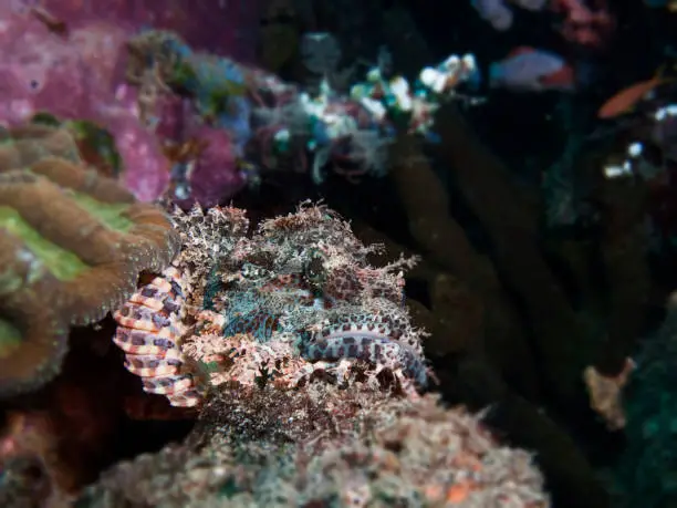 Scorpaenidae are a family of mostly marine fish that includes many of the world's most venomous species. As the name suggests, scorpionfish have a type of "sting" in the form of sharp spines coated with venomous mucus. The family is a large one, with hundreds of members.