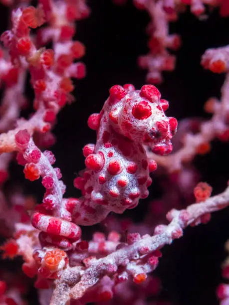 The pygmy seahorses comprise several species of tiny seahorse in the syngnathid family or Syngnathidae. Family Syngnathidae is part of order Syngnathiformes, which contains fishes with fused jaws that suck food into tubular mouths. They are found in Southeast Asia in the Coral Triangle area.