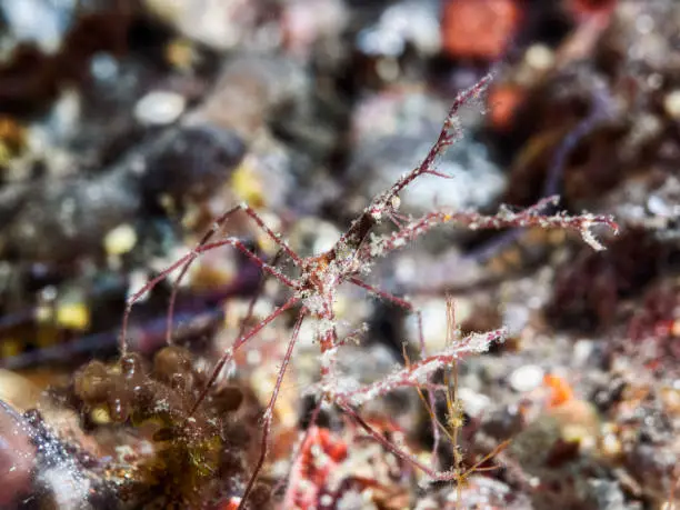 Caprellidae is a family of amphipods commonly known as skeleton shrimps. Their common name denotes the threadlike slender body which allows them to virtually disappear among the fine filaments of seaweed, hydroids and bryozoans. They are sometimes also known as ghost shrimps.
