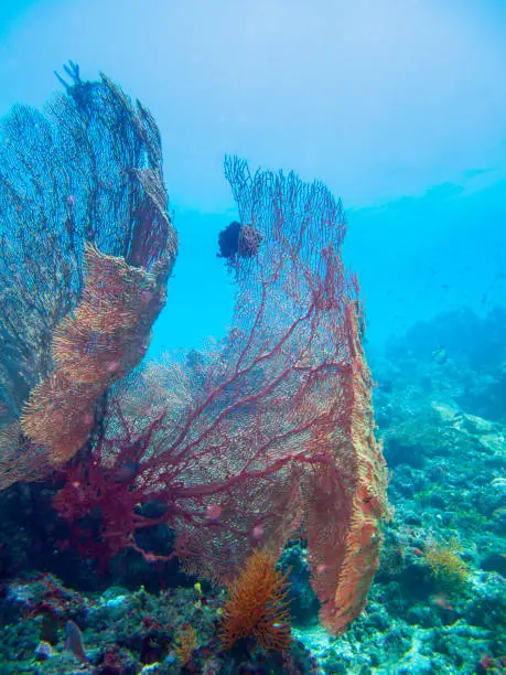 Sea fans or Gorgonians. Order Gorgonacea They are animals and not plants! Don't break or step on them. Each fan is a colony of tiny polyps that produce a hard skeleton. Many fascinating animals live on them.