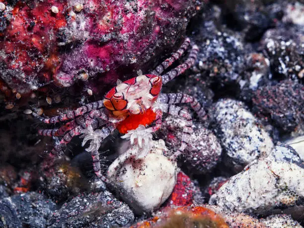 The Lybia crab is a species of small crab in the family Xanthidae