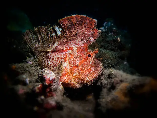 Frogfishes are any member of the anglerfish family Antennariidae, of the order Lophiiformes. Antennariids are known as anglerfishes in Australia, where the term "frogfish" refers to members of the unrelated family Batrachoididae.