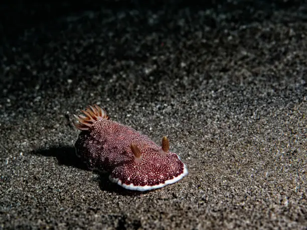 Nudibranchs are a group of soft-bodied, marine gastropod molluscs which shed their shells after their larval stage.