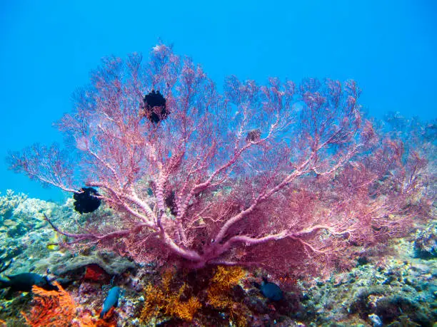 Sea fans or Gorgonians. Order Gorgonacea They are animals and not plants! Don't break or step on them. Each fan is a colony of tiny polyps that produce a hard skeleton. Many fascinating animals live on them.