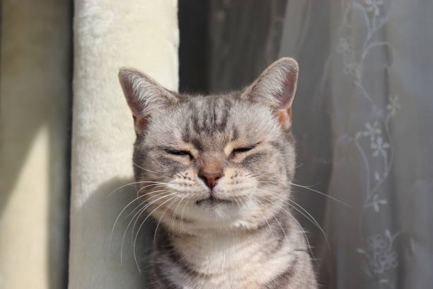 istock Closed mouth, frowning cat. 1219079931
