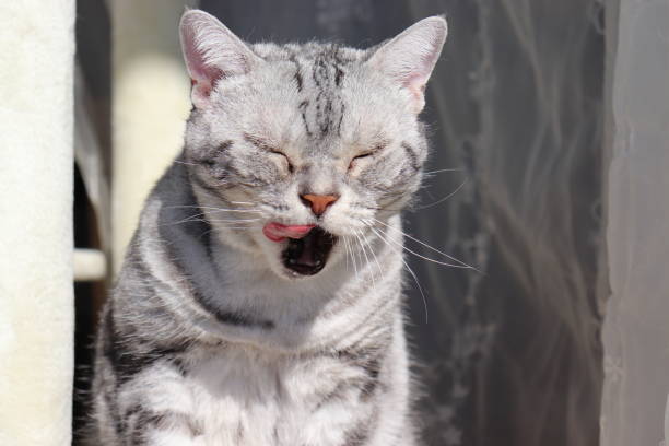 istock Cat with an open mouth and a funny face. 1219080086